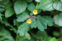 Biophytum sensitivum